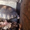 ImageUploadedByTortoise Forum1457995560.315876.jpg