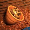 ImageUploadedByTortoise Forum1458016477.683195.jpg