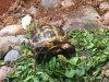 ImageUploadedByTortoise Forum1458065195.556873.jpg