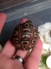 ImageUploadedByTortoise Forum1458961700.294751.jpg