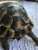 ImageUploadedByTortoise Forum1459439002.979937.jpg