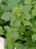 nettle leaf goosefoot.jpg