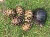 ImageUploadedByTortoise Forum1459646211.290927.jpg