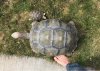 ImageUploadedByTortoise Forum1459705149.248013.jpg