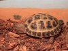 ImageUploadedByTortoise Forum1460312338.580782.jpg