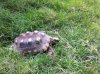 tortoise 2016 B5.jpg