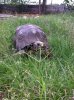 tortoise 2016 B6.jpg