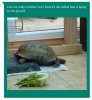 ImageUploadedByTortoise Forum1460664336.845804.jpg