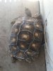 ImageUploadedByTortoise Forum1461014459.449113.jpg