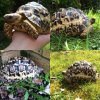 ImageUploadedByTortoise Forum1461067847.856160.jpg