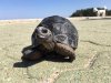 ImageUploadedByTortoise Forum1462065049.725872.jpg