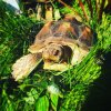 ImageUploadedByTortoise Forum1462356865.839616.jpg