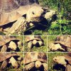 ImageUploadedByTortoise Forum1462356893.197773.jpg