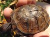 ImageUploadedByTortoise Forum1462403661.411467.jpg