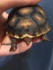 ImageUploadedByTortoise Forum1462410281.706079.jpg