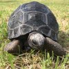 ImageUploadedByTortoise Forum1462453902.262988.jpg