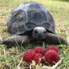 ImageUploadedByTortoise Forum1462453924.797011.jpg