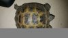 forum's russian tortoise.jpg