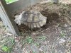 ImageUploadedByTortoise Forum1462926387.680574.jpg