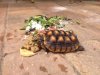 ImageUploadedByTortoise Forum1463236877.129201.jpg