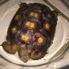 ImageUploadedByTortoise Forum1463293544.391764.jpg