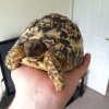 ImageUploadedByTortoise Forum1463508328.378576.jpg