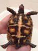 ImageUploadedByTortoise Forum1463771836.215749.jpg