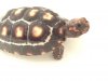 ImageUploadedByTortoise Forum1463877000.323959.jpg