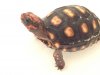 ImageUploadedByTortoise Forum1463877025.751045.jpg