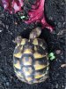 ImageUploadedByTortoise Forum1463907510.846871.jpg