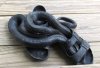 blacksnake5.26.16b.jpg