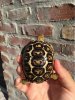 ImageUploadedByTortoise Forum1464401313.784898.jpg