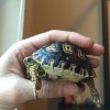 ImageUploadedByTortoise Forum1464445408.131366.jpg