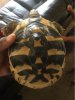 ImageUploadedByTortoise Forum1464655211.153879.jpg