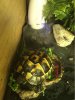 ImageUploadedByTortoise Forum1464687437.518308.jpg