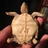 ImageUploadedByTortoise Forum1465105755.190623.jpg