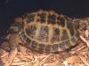 ImageUploadedByTortoise Forum1465602571.339816.jpg