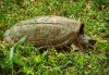 ImageUploadedByTortoise Forum1466028146.039610.jpg