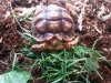 tortoisewillie2.jpg
