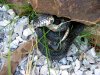 snakes6.18.16a.jpg