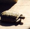 ImageUploadedByTortoise Forum1466289634.475940.jpg