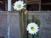 cactus 6-20-16 b.jpg
