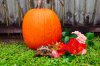 gingnpumpkin 010.JPG