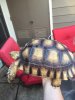 ImageUploadedByTortoise Forum1467419852.098852.jpg