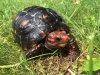 ImageUploadedByTortoise Forum1467556015.241527.jpg