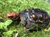 ImageUploadedByTortoise Forum1467556100.103712.jpg