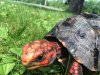 ImageUploadedByTortoise Forum1467556171.942821.jpg