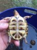 ImageUploadedByTortoise Forum1467852235.678125.jpg