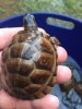 ImageUploadedByTortoise Forum1467852257.903076.jpg