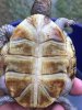 ImageUploadedByTortoise Forum1467852280.446568.jpg